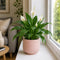 Matt Pink Ceramic Pot