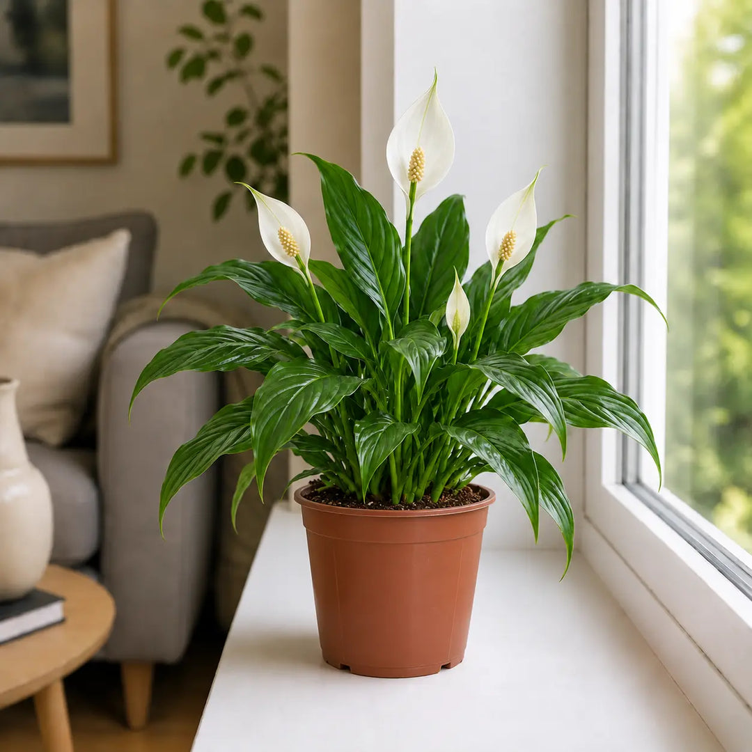 Peace Lily Plant 12cm - Air Purifying Houseplant Elegant Indoor Plant with White Flowers Plants By Post UK
