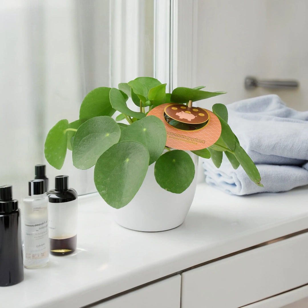 chinese money plant uk Chinese Money Plant