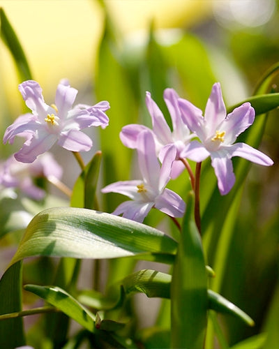 Chionodoxa forbesii 'pink giant'  (30 bulbs) The Rose Press Garden