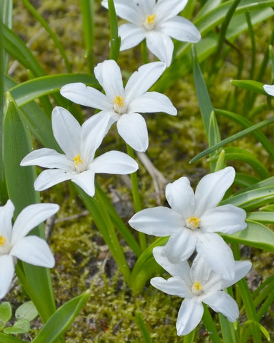Chionodoxa luciliae Alba  (30 bulbs) The Rose Press Garden