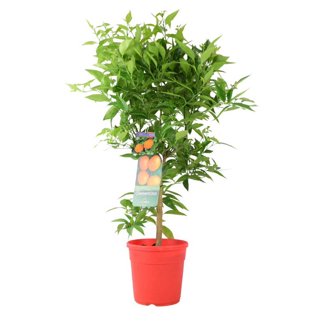 Citrus Clementine Tree – 5L Pot – Fresh Fruiting Indoor & Outdoor Plant Plants By Post