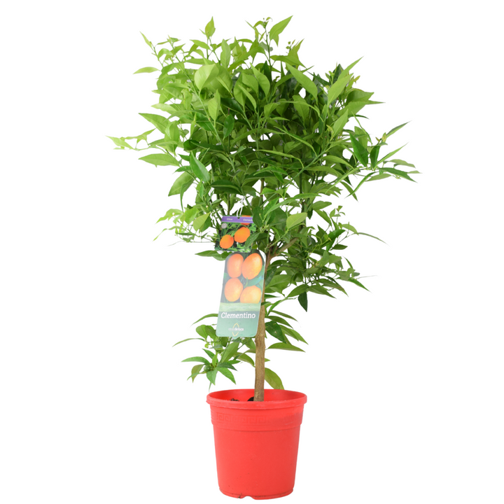 Citrus Clementine Tree – 5L Pot – Fresh Fruiting Indoor & Outdoor Plant Plants By Post