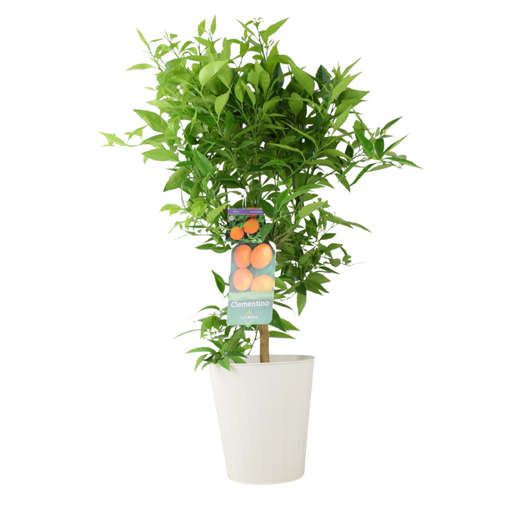 Citrus Clementine Tree – 5L Pot – Fresh Fruiting Indoor & Outdoor Plant Plants By Post