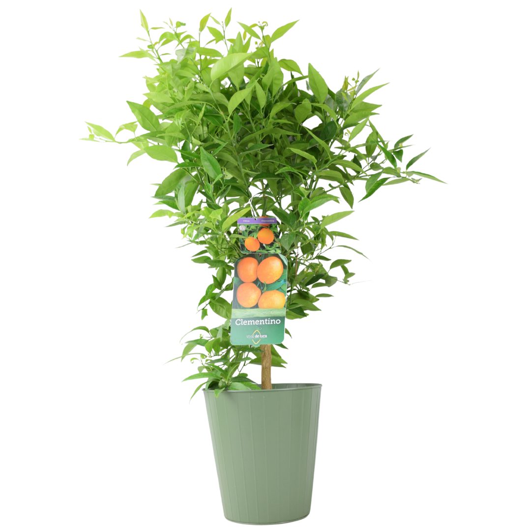 Citrus Clementine Tree – 5L Pot – Fresh Fruiting Indoor & Outdoor Plant Plants By Post