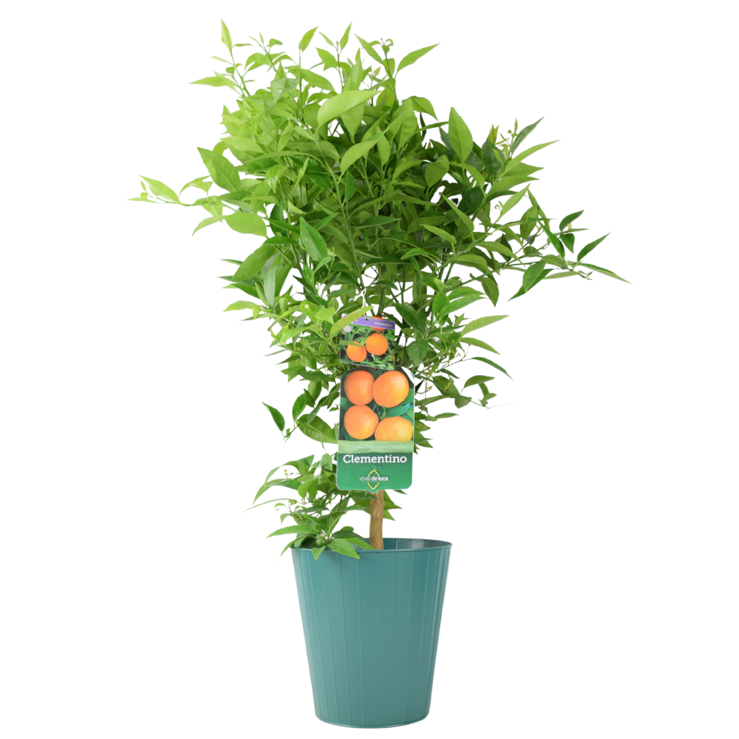 Citrus Clementine Tree – 5L Pot – Fresh Fruiting Indoor & Outdoor Plant Plants By Post