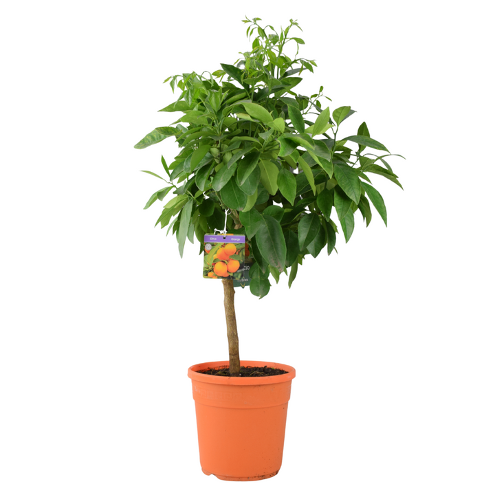 Citrus Orange Tree 5L Pot – Indoor Citrus Plant for Home & Patio Plants By Post