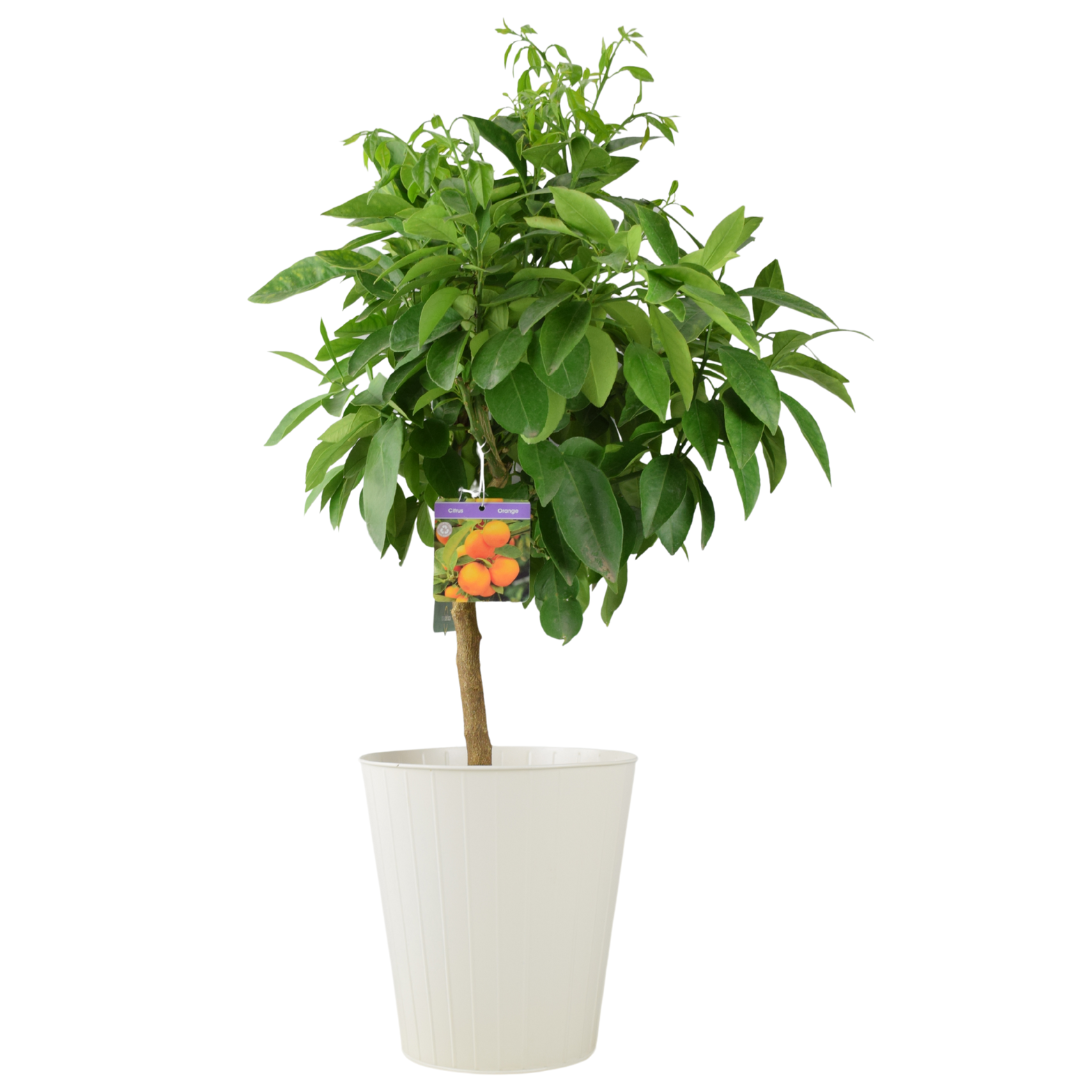 Citrus Orange Tree 5L Pot – Indoor Citrus Plant for Home & Patio Plants By Post