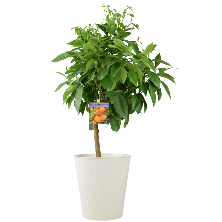 Citrus Orange Tree 5L Pot – Indoor Citrus Plant for Home & Patio Plants By Post