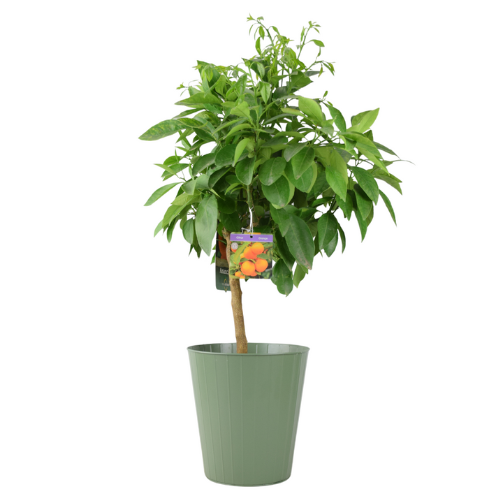 Citrus Orange Tree 5L Pot – Indoor Citrus Plant for Home & Patio Plants By Post