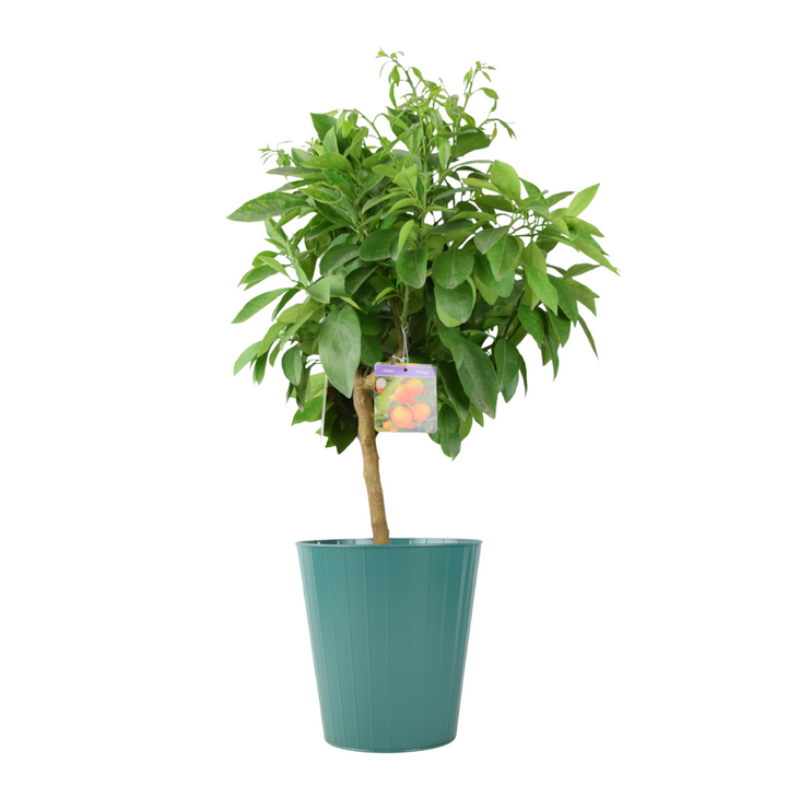 Citrus Orange Tree 5L Pot – Indoor Citrus Plant for Home & Patio Plants By Post