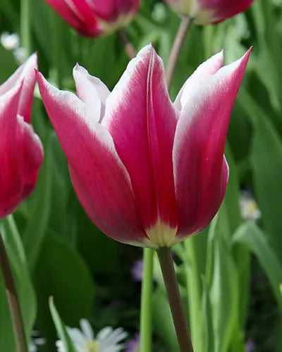 Tulip Claudia – Pack of 15 Pink Spring Flowering Bulbs