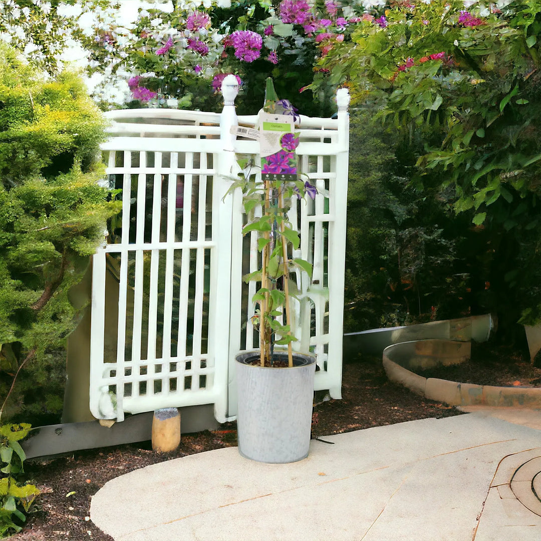 Clematis Mrs N Thompson 3L Pot