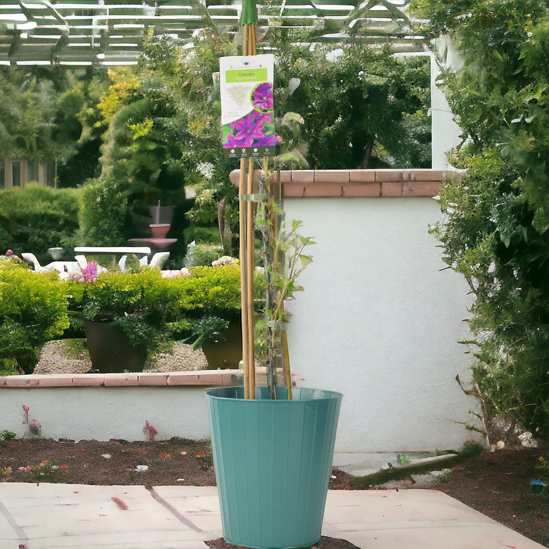 Clematis Mrs N Thompson 3L Pot