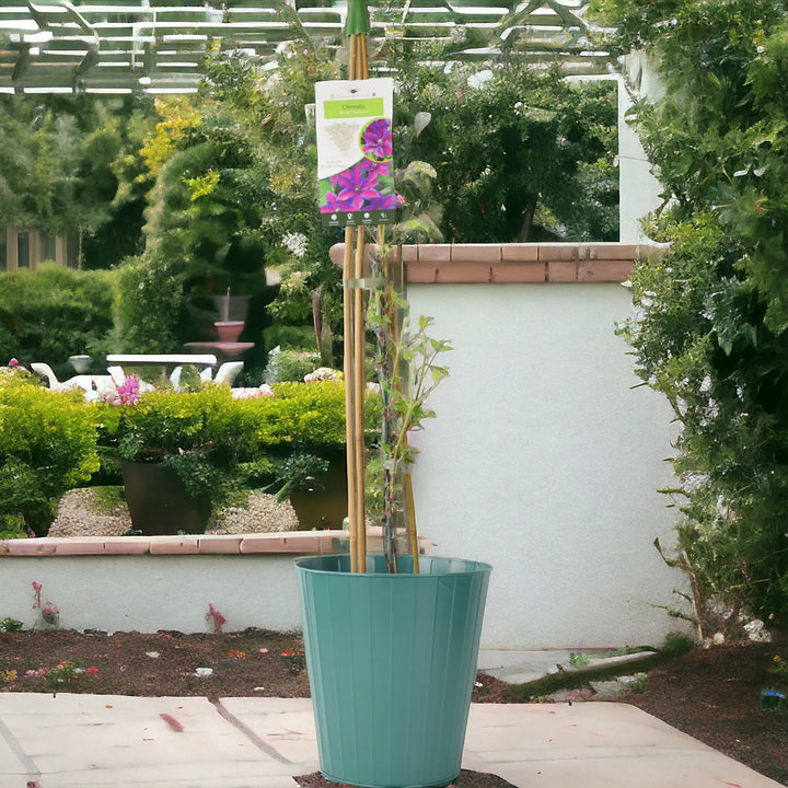 Clematis Mrs N Thompson 3L Pot