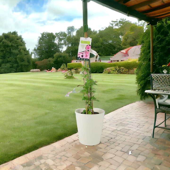 Clematis Hagley Hybrid 3L Pot