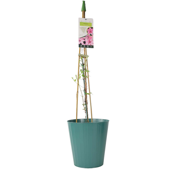 Clematis Hagley Hybrid 3L Pot