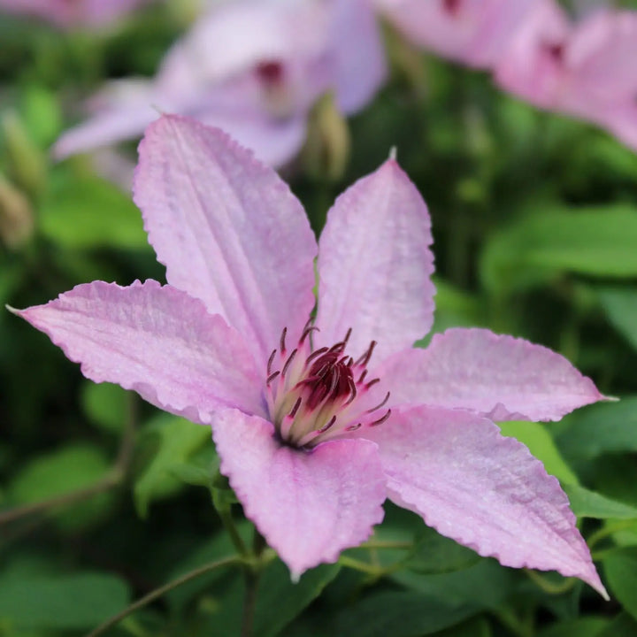 Clematis Hagley Hybrid 3L Pot