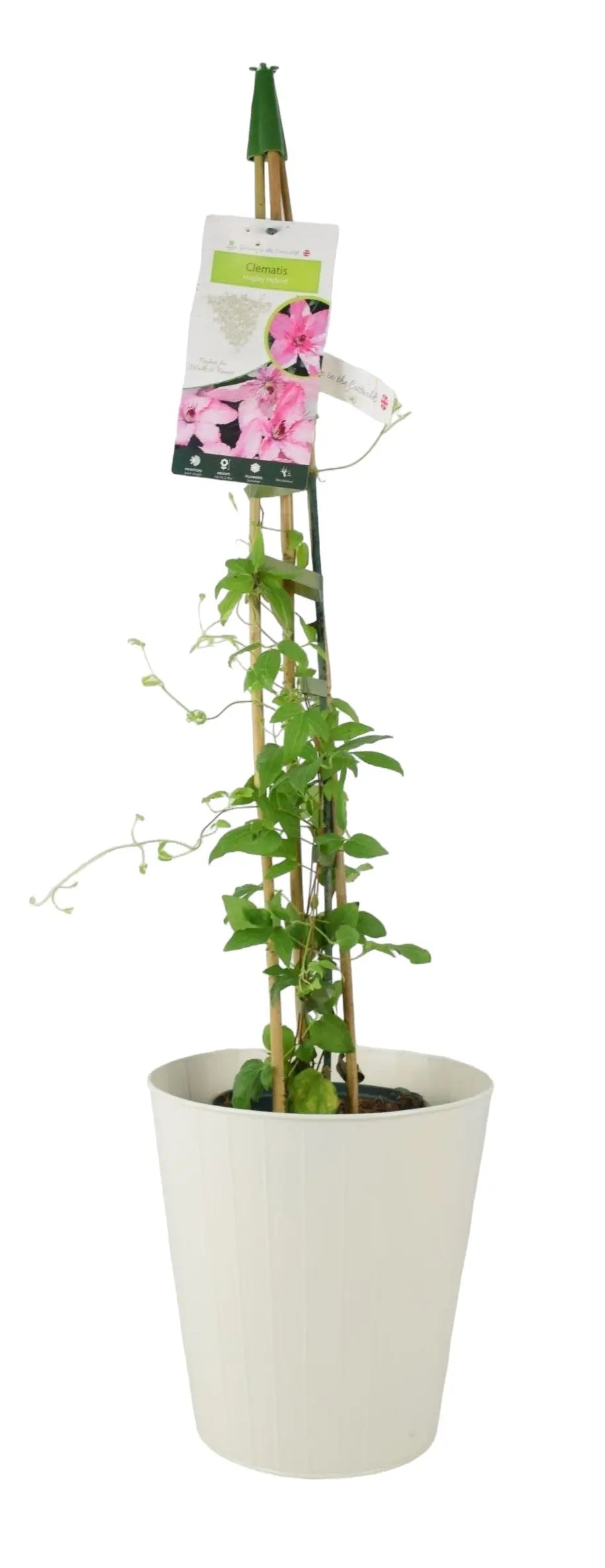 Clematis Hagley Hybrid 3L Pot