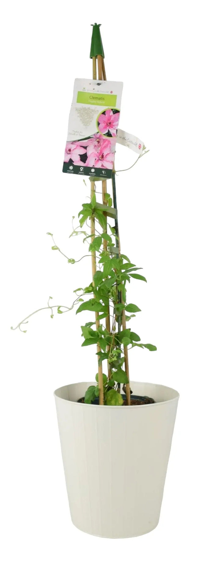 Clematis Hagley Hybrid 3L Pot