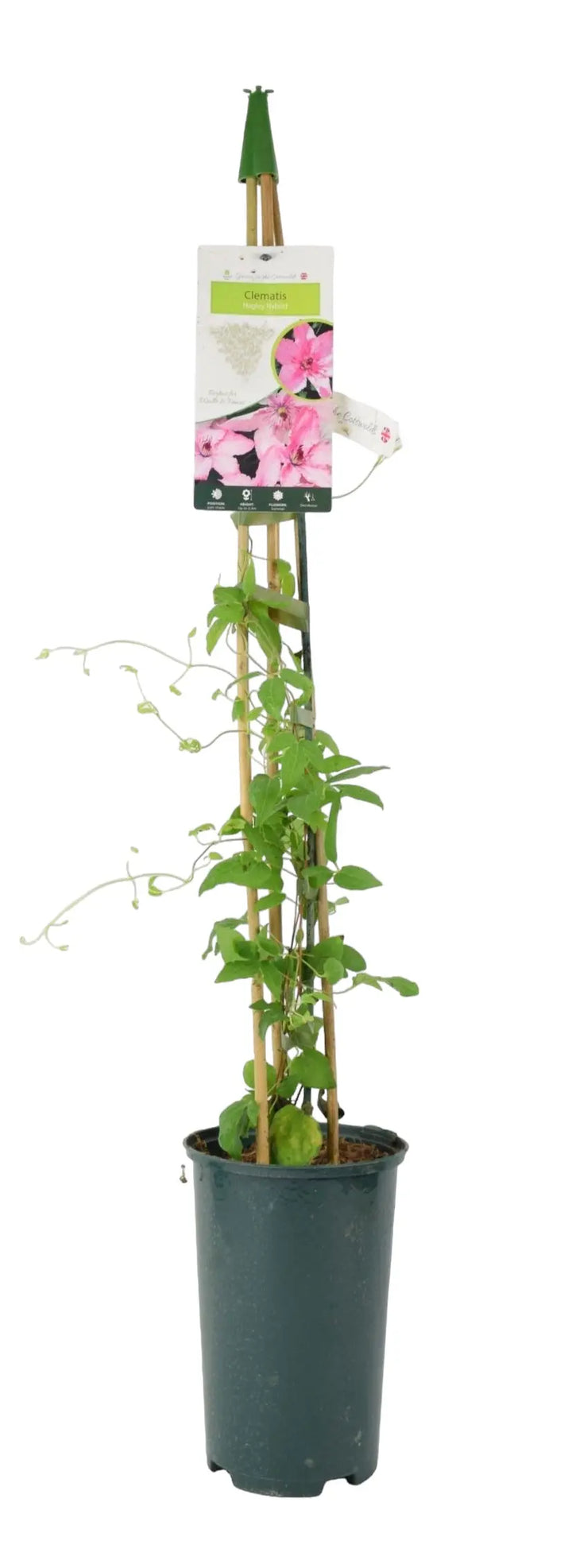 Clematis Hagley Hybrid 3L Pot