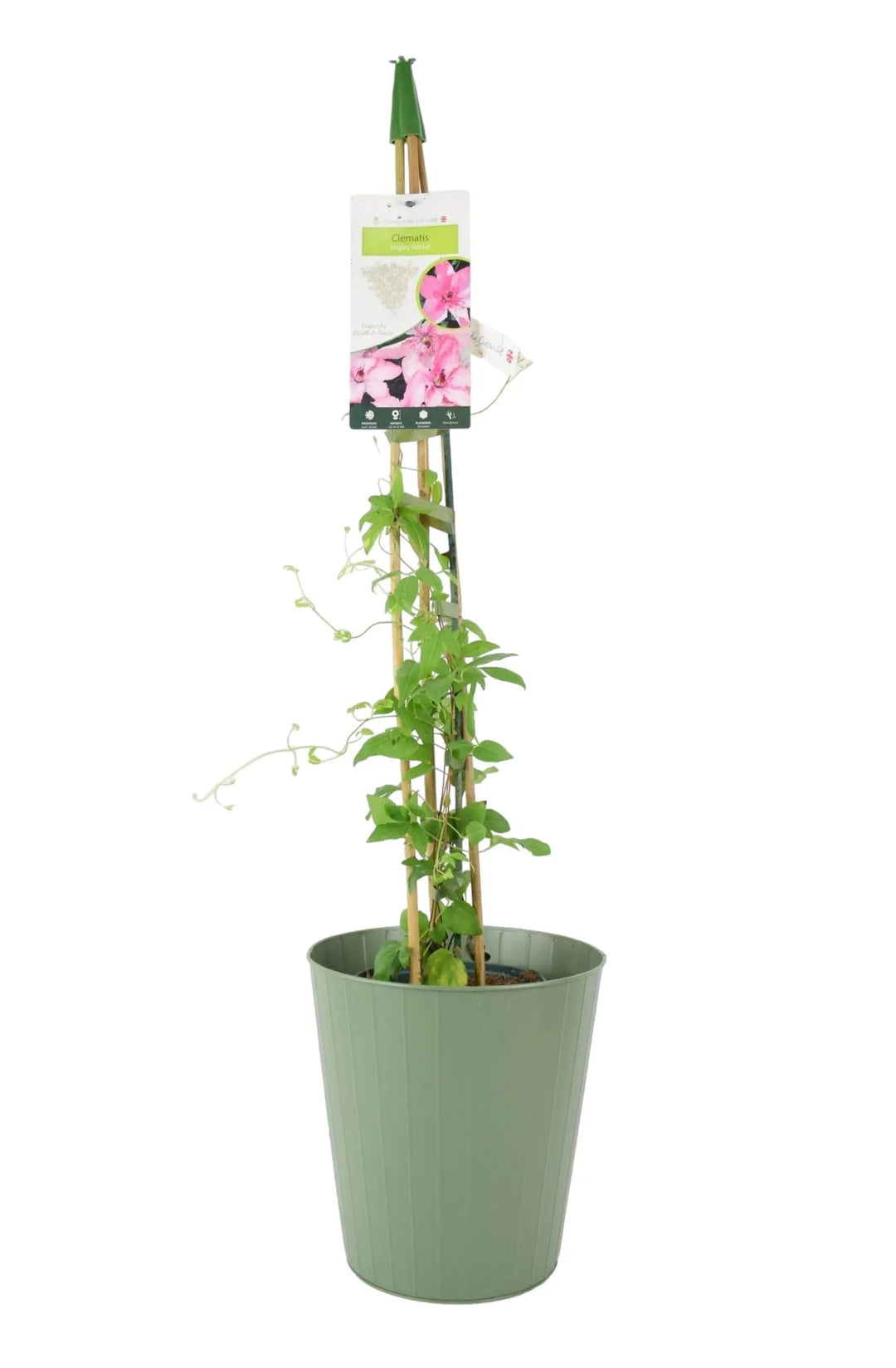 Clematis Hagley Hybrid 3L Pot