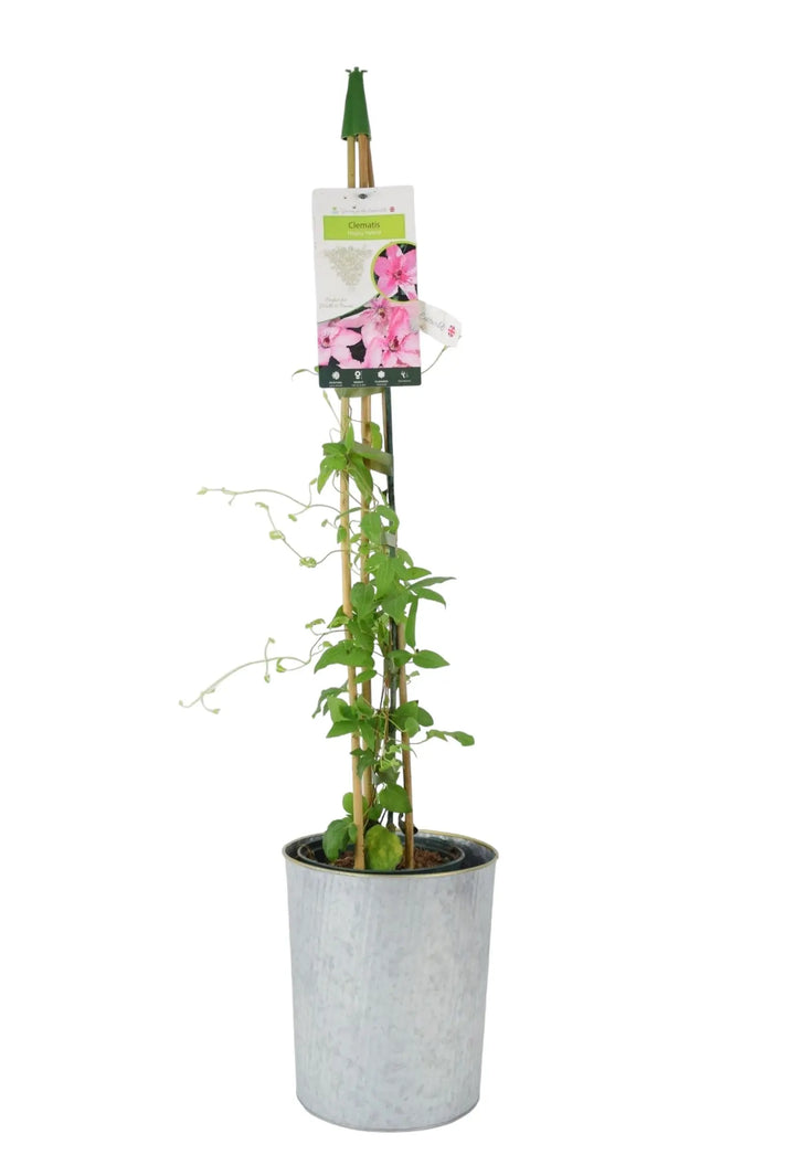Clematis Hagley Hybrid 3L Pot