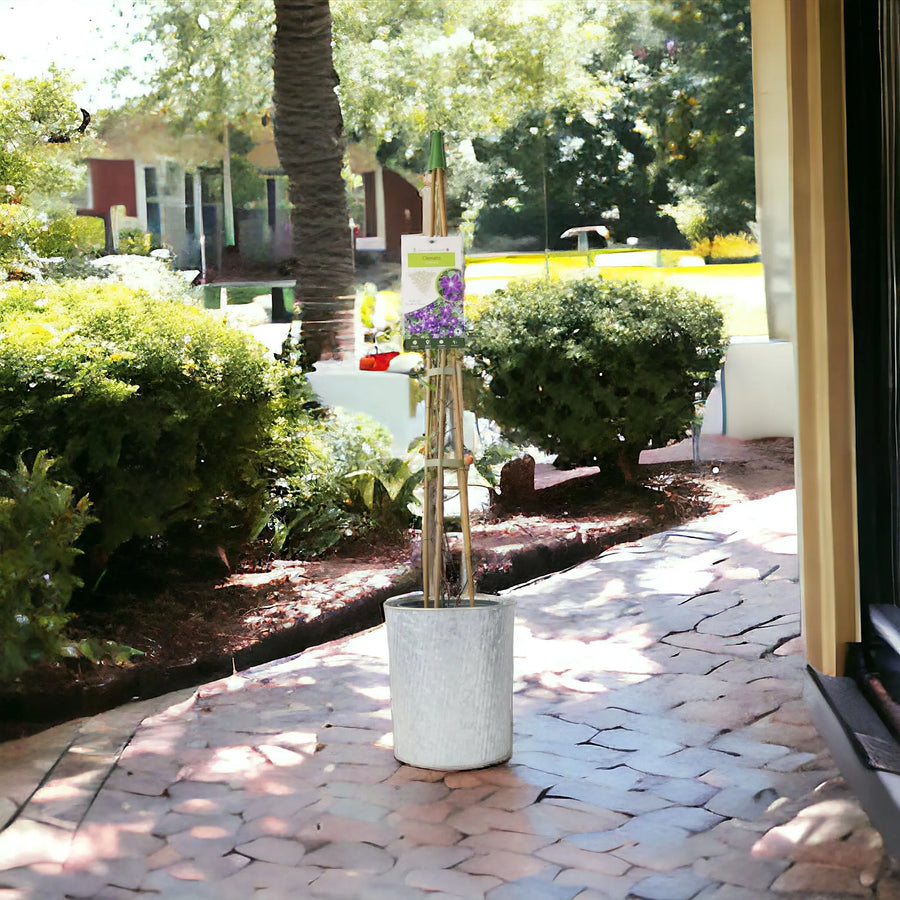 Clematis Jackmanii 3L Pot