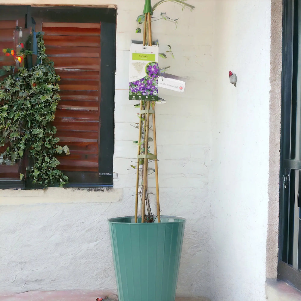 Clematis Jackmanii 3L Pot