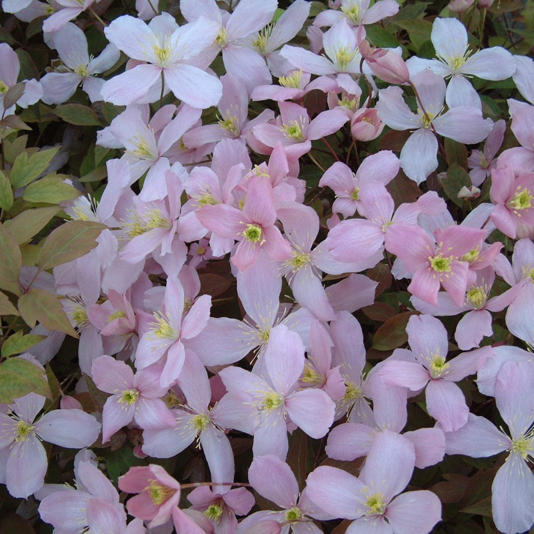 Jasminum Beesianum – 3L Pot – Fragrant Pink Summer Climber (Copy) plants by post