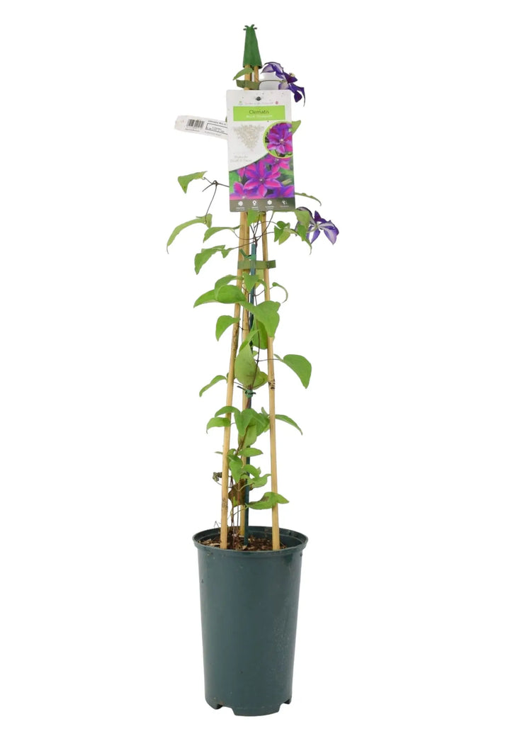 Clematis Mrs N Thompson 3L Pot Plants By Post