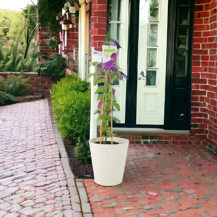 Clematis Mrs N Thompson 3L Pot