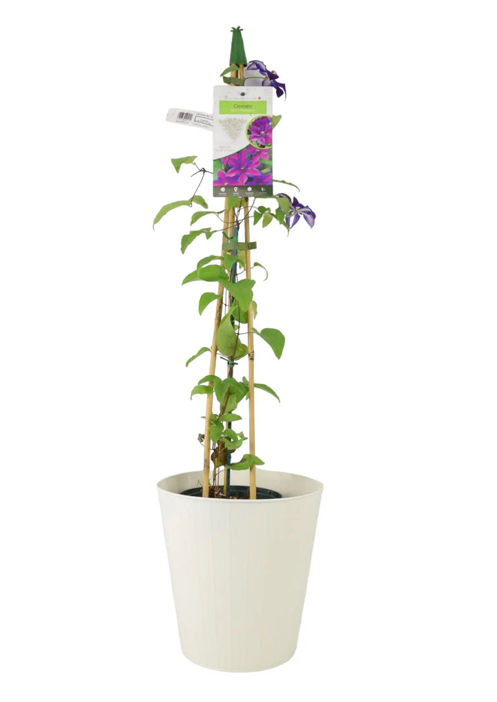 Clematis Mrs N Thompson 3L Pot Plants By Post