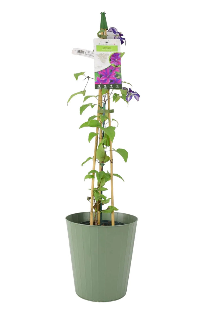 Clematis Mrs N Thompson 3L Pot Plants By Post