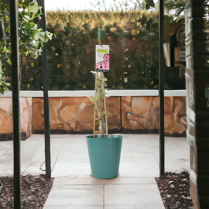 Clematis Hagley Hybrid 3L Pot