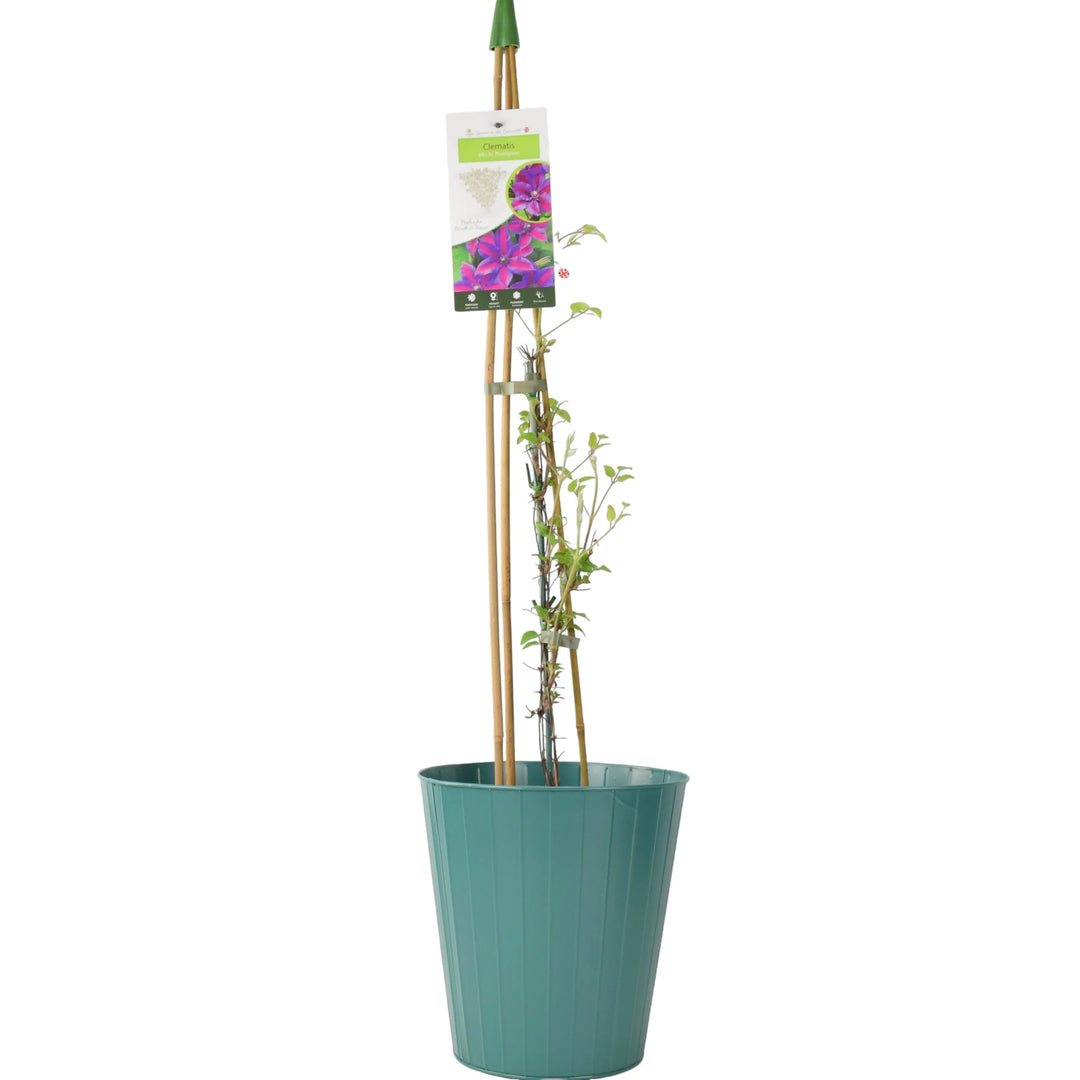 Clematis Mrs N Thompson 3L Pot Plants By Post