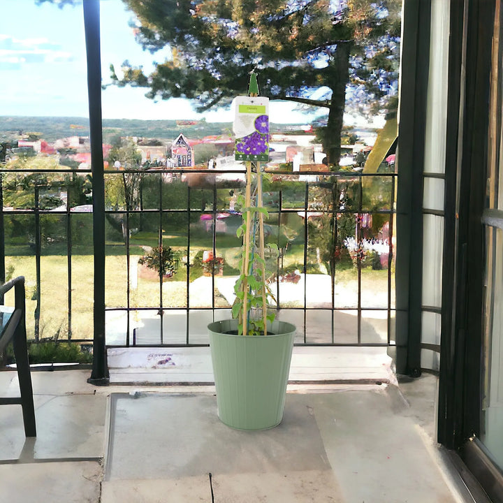 Clematis Rhapsody 3L Pot Plants By Post