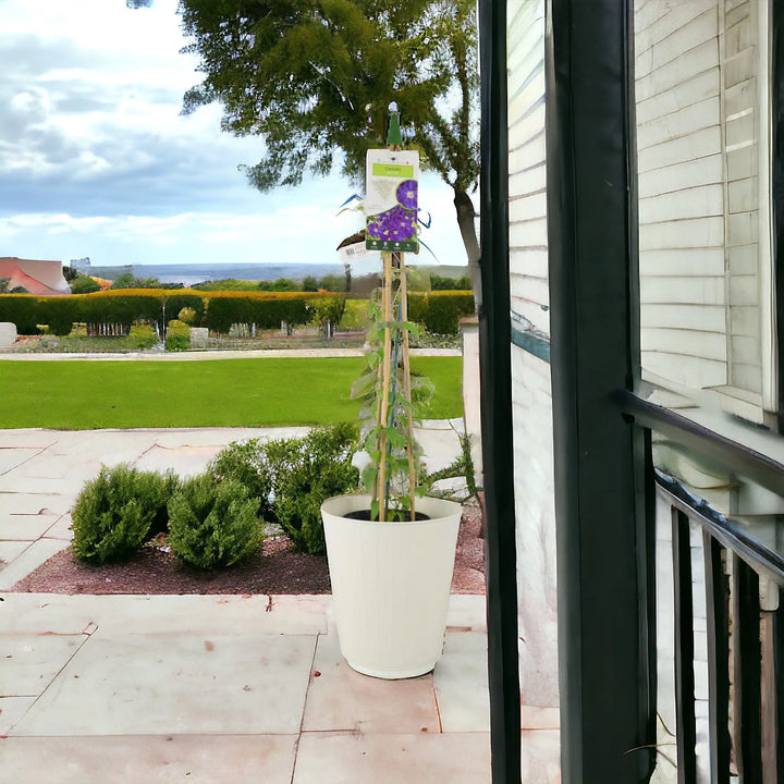 Clematis Rhapsody 3L Pot