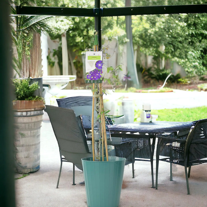 Clematis Rhapsody 3L Pot Plants By Post