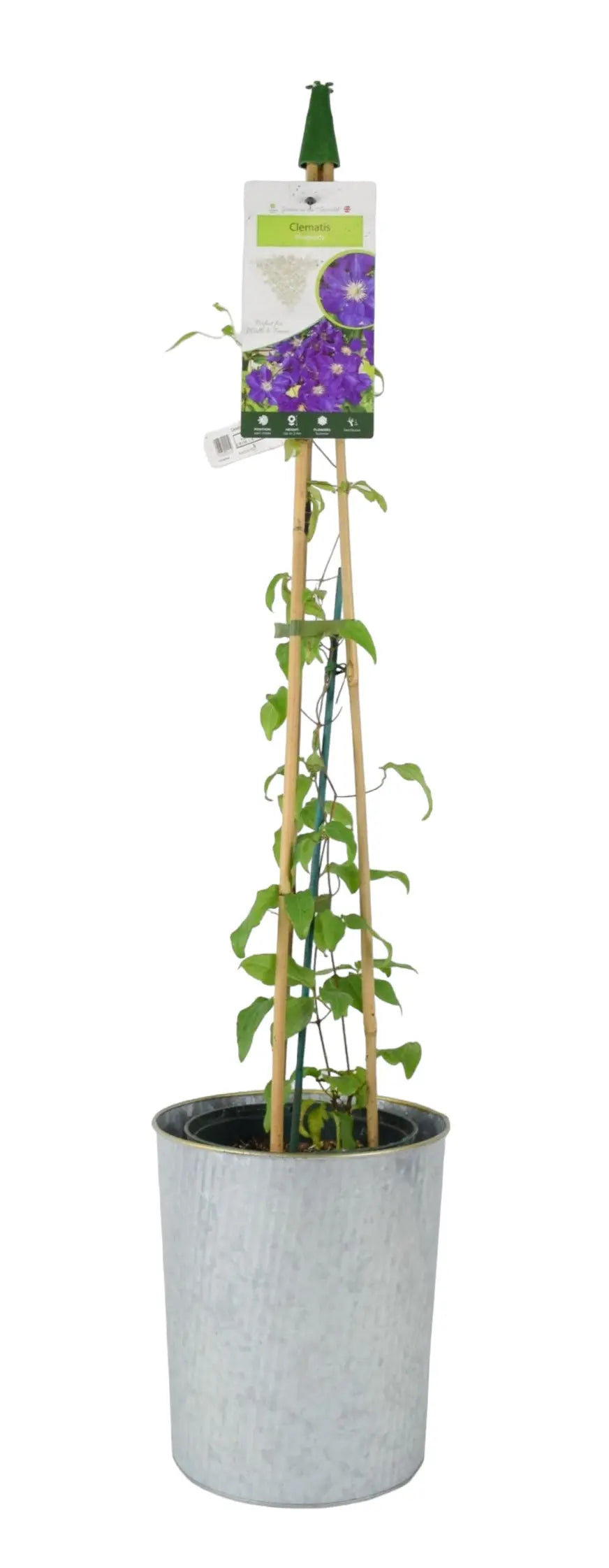Clematis Rhapsody 3L Pot Plants By Post