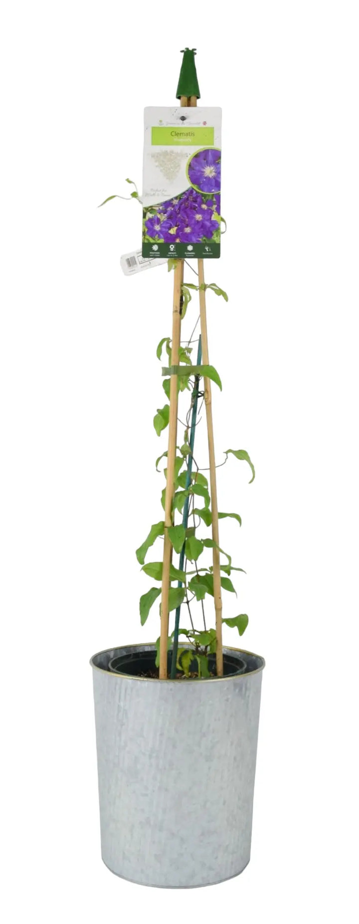 Clematis Rhapsody 3L Pot Plants By Post