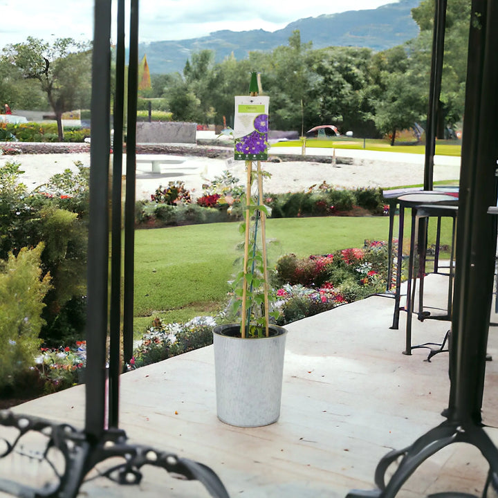 Clematis Rhapsody 3L Pot Plants By Post