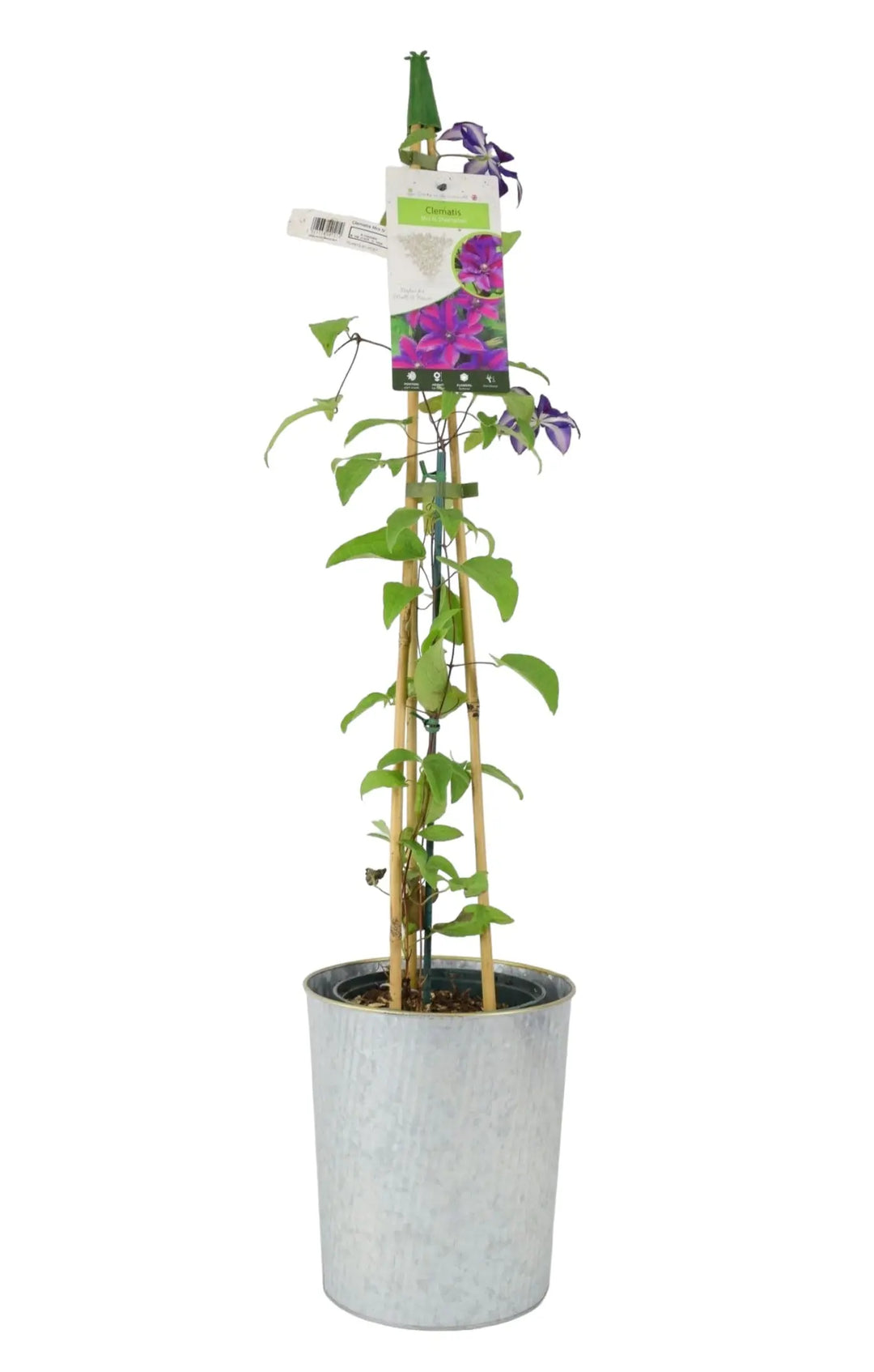 Clematis Mrs N Thompson 3L Pot Plants By Post