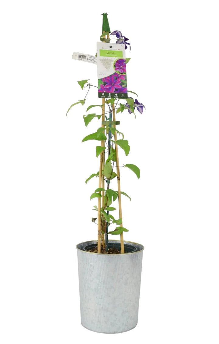 Clematis Mrs N Thompson 3L Pot Plants By Post