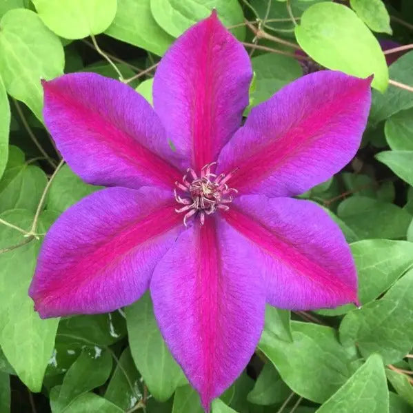 Clematis Mrs N Thompson 3L Pot
