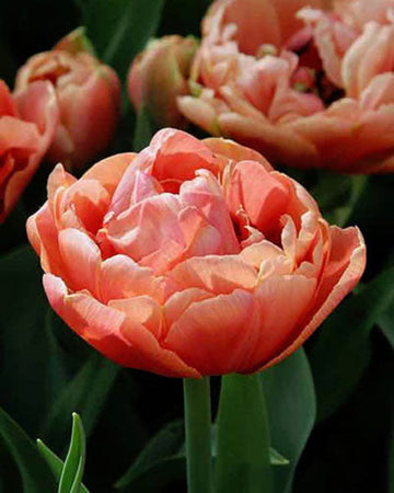 Tulip 'Copper Image' (15 Bulbs) The Rose Press Garden