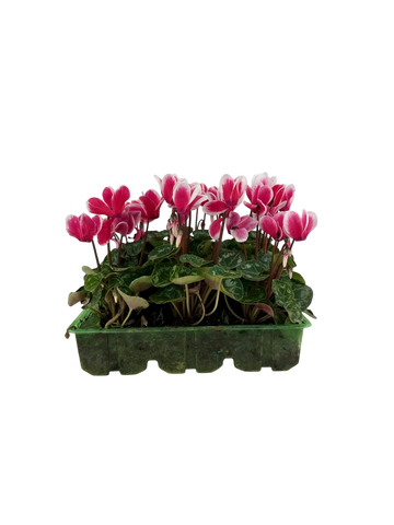 Cyclamen Raspberry Ripple 2 × 6 Pack – 12 Autumn Flowering Plants Plants By Post