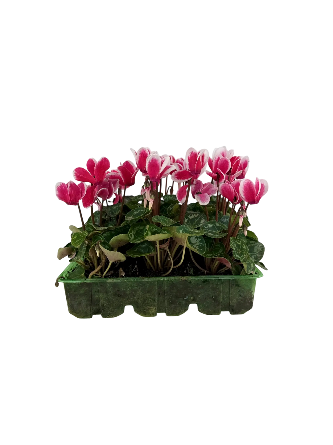 Cyclamen Raspberry Ripple 2 × 6 Pack – 12 Autumn Flowering Plants Plants By Post