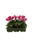 Cyclamen Raspberry Ripple 2 × 6 Pack – 12 Autumn Flowering Plants Plants By Post