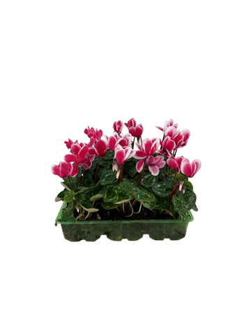 Cyclamen Raspberry Ripple 2 × 6 Pack – 12 Autumn Flowering Plants Plants By Post